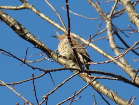 Northern Flicker at the Marsh River Bog Preserve in Newcastle (2009)