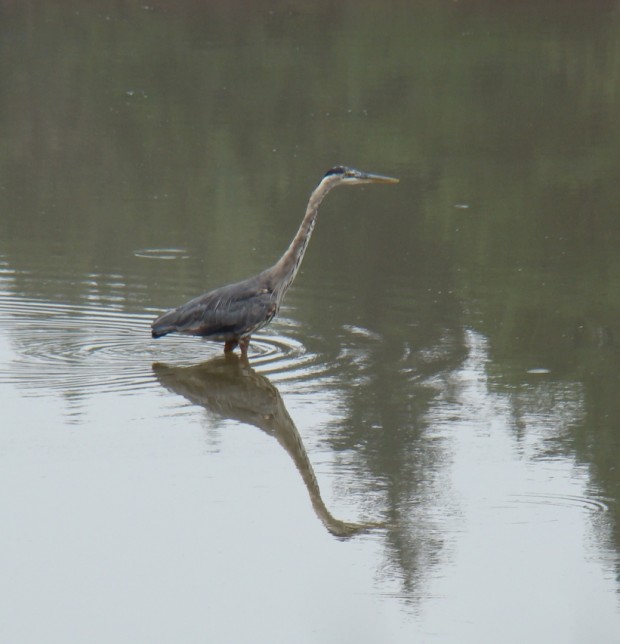 Great Blue Heron | Maine: An Encyclopedia