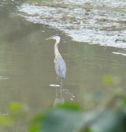 Great Blue Heron Awaiting The Tide (2009)