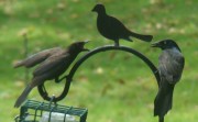 A Grackle Altercation with Silent Arbiter (2009)
