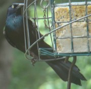 Male Grackle (2009)