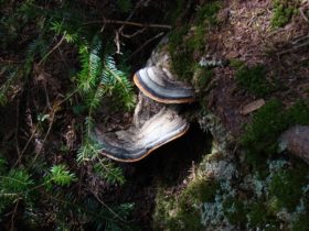 Shelf fungi on the AT north from the Speck Pond Campsite (2009)