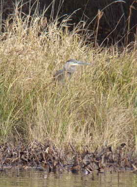 Great Blue Heron in Reeds (2009)