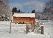 White horse and goats in the snow in New Portland (December 2009)