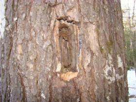 Pileated Woodpecker Holes in Harpswell (2007)
