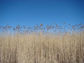 Phragmites on the upper New Meadows River (2010) in Bath