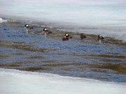 Hooded Merganser Ducks in a New Meadows River Pond in Bath (2010)