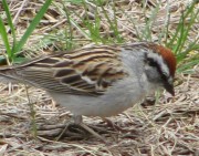 Chipping Sparrow (2010)