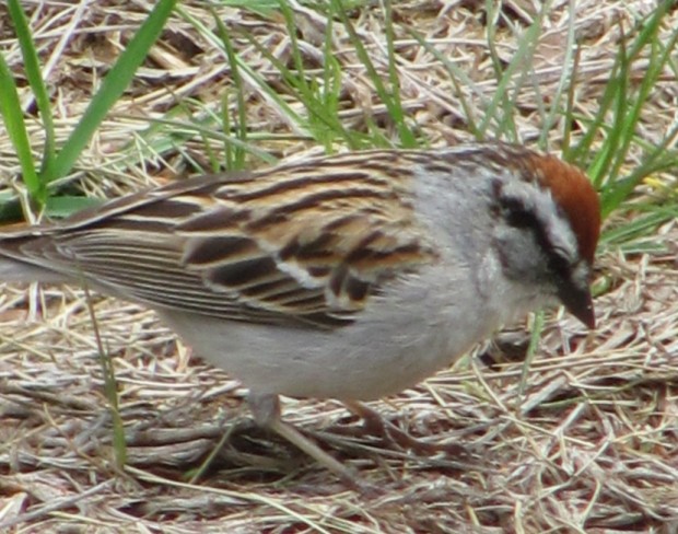 Sparrows | Maine: An Encyclopedia