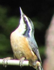 Red-breasted Nuthatch (2010)