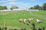 Sheep at Crystal Spring Farm in Brunswick (May 2010)