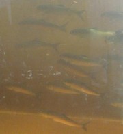 Fish Through Viewing Glass at Brunswick Fishway (2010)