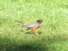 Robin on the Grass (2010)