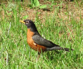 Robin on a Lawn in Spring (2010)