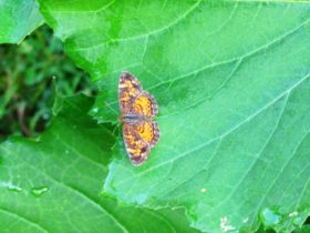 Pearl Crescent Butterfly in Harpswell (2010)