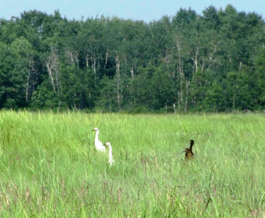 A sample of the diverse wildlife in Scarborough Marsh (2010)