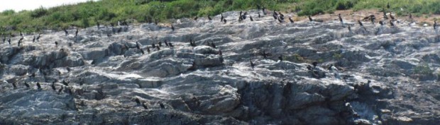 Cormorants Congregate on an Island (2010)