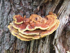 Shelf fungi on a pine tree in Harpswell (2010)