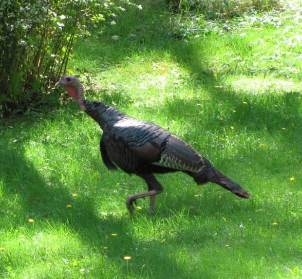 Wild Turkey in Southern Maine (2010)
