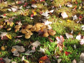 Mushrooms and fall leaves on Middle Bay Road in Brunswick (2010)