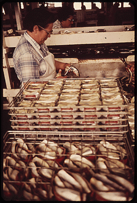 Canning Sardines at the Holmes Packing Plant (1973)