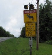 Moose Caution Sign (2011)