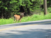 Photo: Deer on Roadside in Lily Bay (2011)