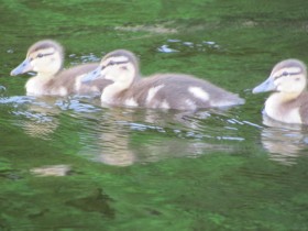 Photo: Ducks on the Lake Near the Park (2011)