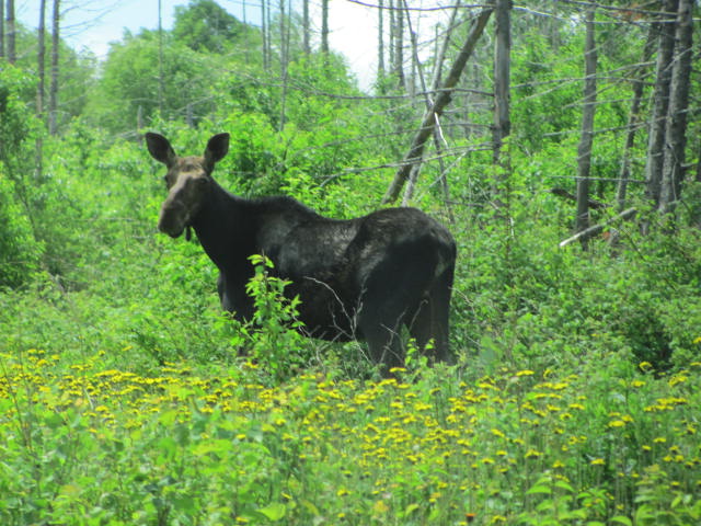 Moose on the Spencer Bay Road near Spencer Pond in Spencer Bay Township (2011)