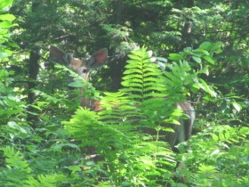 Deer in Spencer Bay Township (2011)