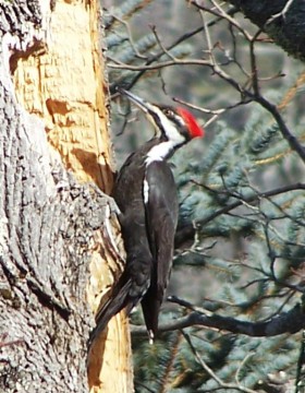 Pileated Woodpecker in Camden (2013)