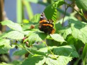 Red Admiral Butterfly (2007)