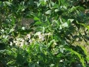 Potato Blossoms in Linneus (2012)