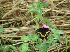 Eastern Black Butterfly in Sherman (2012)