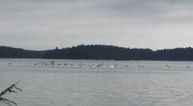 Canada Geese Taking Flight