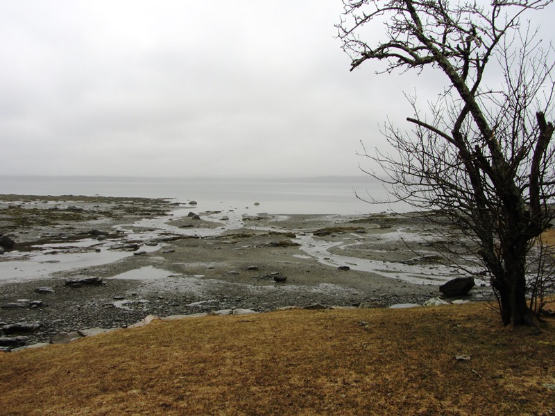 Union River Bay from Bayside Road at Low Tide (2013)