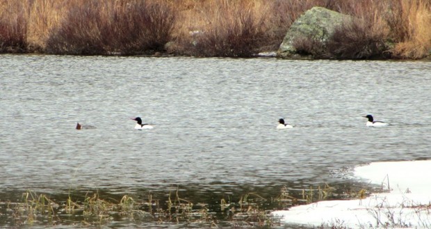 Common Mergansers on Giles Pond in Aurora