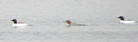 Common Mergansers on Giles Pond in Aurora