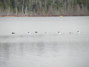 Common Mergansers in Giles Pond on the Giles Pond Road (2013)