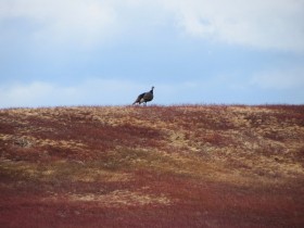 Turkey on a Blueberry Barren West of the Great Pond Road (2013)