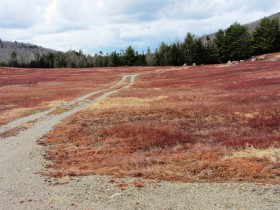 Silsby Plain Road through a Blueberry Barren west of the Great Pond Road (2013)