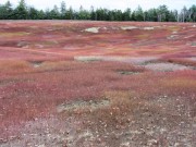 Blueberry Barrens in Otis on Route 180