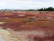 Blueberry Barrens in Otis on Route 180