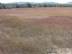 Silsby Plain Glacial Remnant and Blueberry Barrens in Aurora (2013)