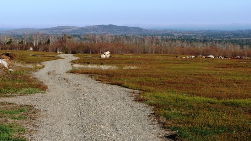 Blueberry Barrens on Route 9 (2013)