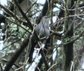 Gray Catbird in a Tree in Harpswell