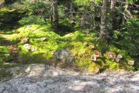 Tree Lichen and Mushrooms on the AT toward East Peak Grafton TWP (2013)
