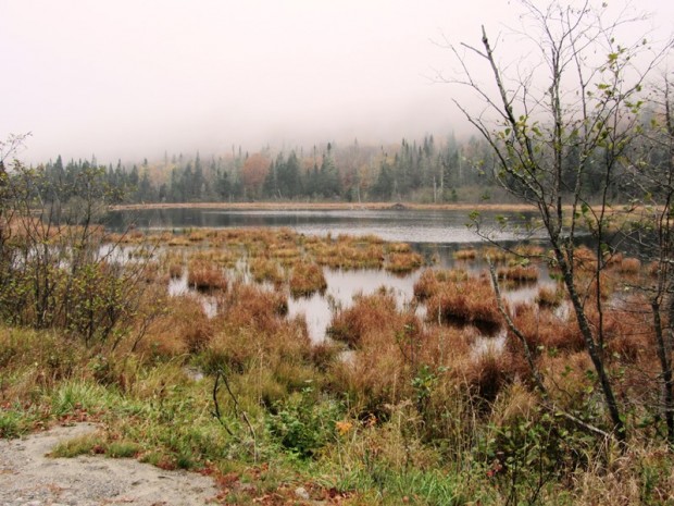 Small Pond with Beaver Lodge on the West Side (2013)