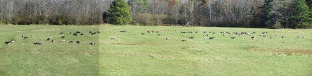 Large Flock of Canada Geese off Route 115 in North Yarmouth (October 2013)