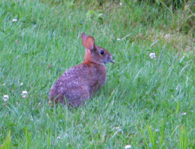 New England Cottontail Rabbit